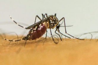 brasil-lidera-ranking-de-casos-de-dengue