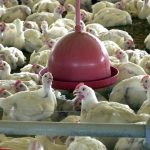 brasil-suspende-exportacoes-de-carne-de-aves-e-seus-produtos