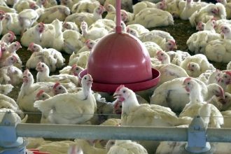 brasil-suspende-exportacoes-de-carne-de-aves-e-seus-produtos