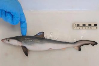 tubaroes-sao-contaminados-por-cocaina,-revela-fiocruz