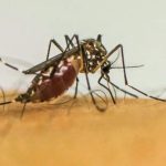 brasil-lidera-ranking-de-casos-de-dengue