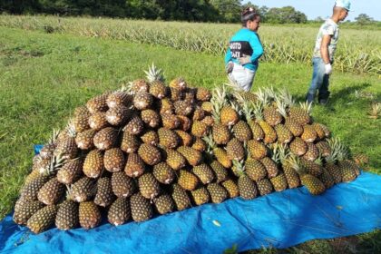 agricultura-familiar-no-para-recebe-r$-21,9-milhoes-em-credito-rural-em-2025