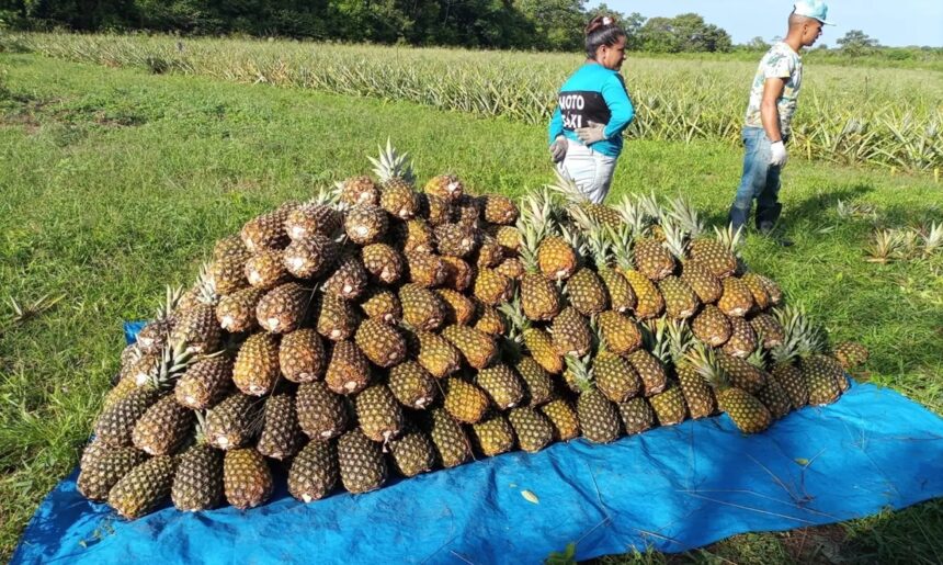 agricultura-familiar-no-para-recebe-r$-21,9-milhoes-em-credito-rural-em-2025