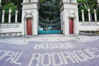 samaumeiras-ganham-novo-lar-no-bosque-rodrigues-alves