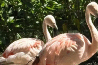 mangal-das-garcas-recebe-novos-flamingos-para-reforcar-plantel