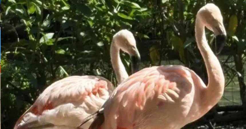 mangal-das-garcas-recebe-novos-flamingos-para-reforcar-plantel
