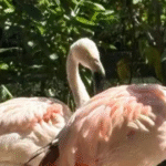 flamingos-chilenos-chegam-a-belem-para-incentivar-reproducao