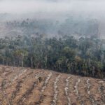 apenas-7%-de-acoes-judiciais-de-grilagem-na-amazonia-tem-condenacao