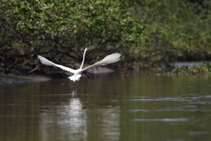 reflorestamento-permite-volta-de-animais-a-mangue-na-baia-de-guanabara