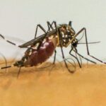 doencas-transmitidas-por-mosquitos-serao-novo-normal-na-europa
