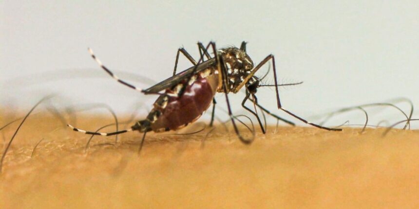 doencas-transmitidas-por-mosquitos-serao-novo-normal-na-europa