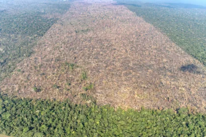 desmatamento-tropical-causa-28-mil-mortes-anuais-por-calor-excessivo,-aponta-estudo-global