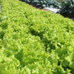 crise-climatica-ameaca-cultivo-de-alface-em-campo-aberto,-diz-embrapa