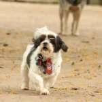 cantoras-internacionais-dominam-lista-de-nomes-mais-populares-para-pets-no-brasil