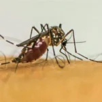 infeccoes-por-aedes-aegypti-elevam-risco-de-parto-prematuro,-aponta-estudo-da-fiocruz
