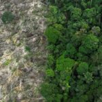 restauro-florestal-pode-render-us$-100-bi-por-ano-a-paises-tropicais