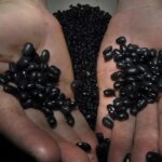 brasil-bate-recorde-na-exportacao-de-feijao-em-2025