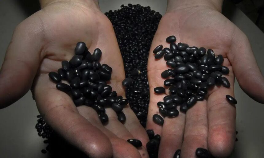 brasil-bate-recorde-na-exportacao-de-feijao-em-2025