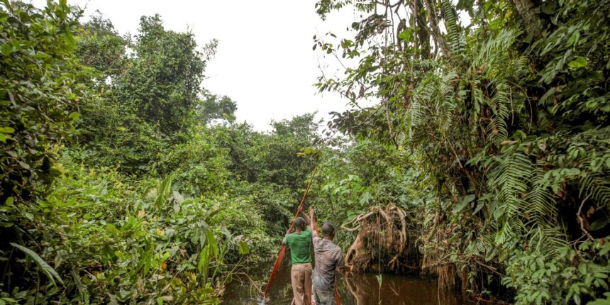 franca-lidera-acao-de-us$-2,5-bilhoes-para-proteger-floresta-do-congo