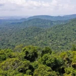 sete-paises-lancam-alianca-por-transporte-sustentavel-na-amazonia-durante-cop30
