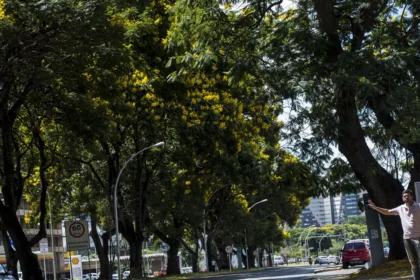 brasil-lanca-plano-nacional-para-ampliar-arborizacao-urbana-durante-cop30