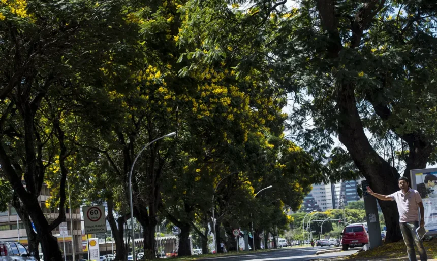 brasil-lanca-plano-nacional-para-ampliar-arborizacao-urbana-durante-cop30