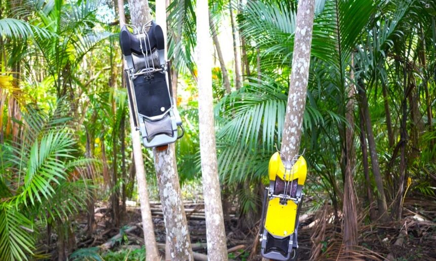 macapa-sedia-primeira-fabrica-de-robo-colhedor-de-acai-do-brasil