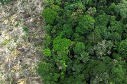 no-amazonas,-62%-da-exploracao-madeireira-e-feita-ilegalmente