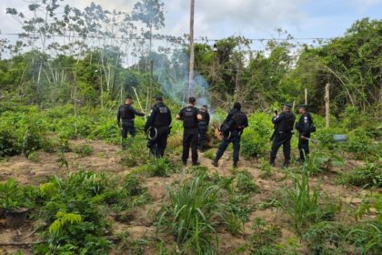 policia-civil-apreende-cerca-de-1,2-mil-pes-de-maconha-em-operacao-no-sudeste-do-para