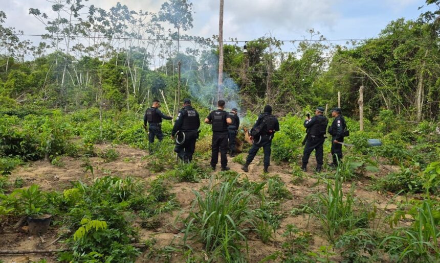 policia-civil-apreende-cerca-de-1,2-mil-pes-de-maconha-em-operacao-no-sudeste-do-para