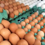preco-dos-ovos-cai-mais-de-20%-em-alguns-casos-em-belem,-aponta-dieese