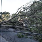 queda-de-arvore-provoca-morte-em-guarulhos,-diz-defesa-civil