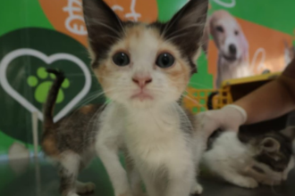 belem-faz-campanha-de-vacinacao-antirrabica-neste-sabado-(20)