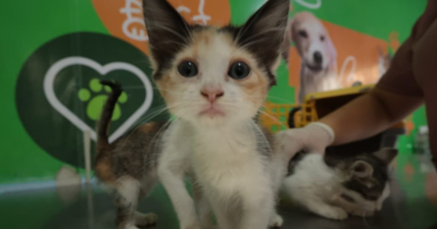 belem-faz-campanha-de-vacinacao-antirrabica-neste-sabado-(20)